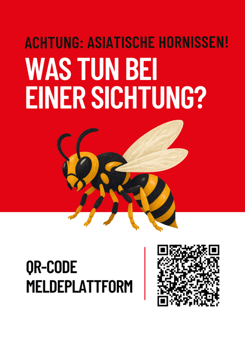Achtung Asiatische Hornissen!