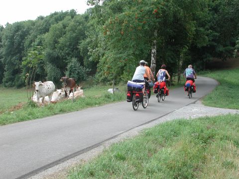 Radfahrer an einer Zebu-Weide