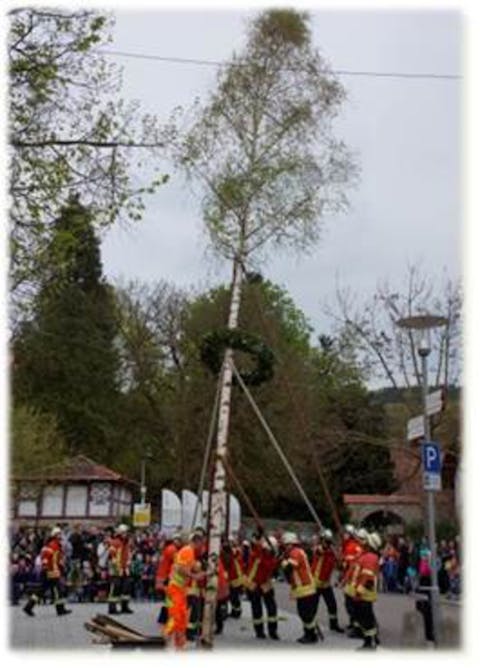 Maibaumaufstellen in Dörzbach