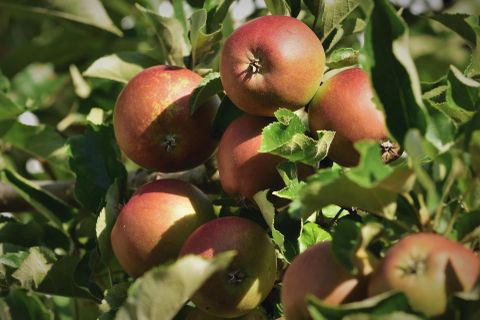 Obstbaum