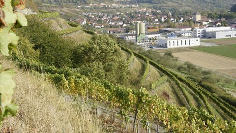 Die Wanderung führt Sie auch durch Weinberge